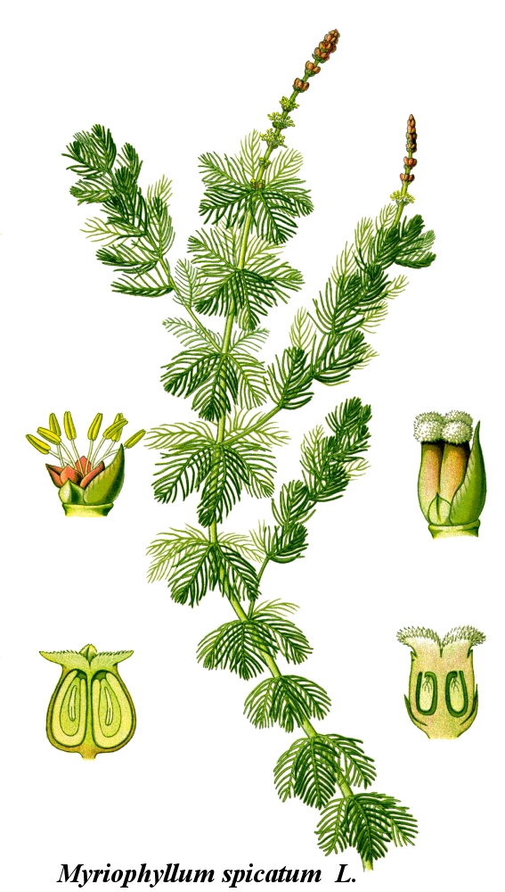 Haloragaceae, R.Br., 1814 - Haloragacées | Sandre 